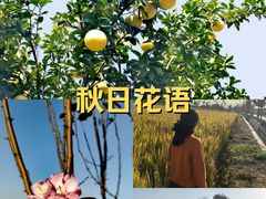 -嘉北郊野公园