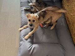 -瑞派申生动物医院·24H夜诊·国际动物医疗中心·骨外科(吴中路店)