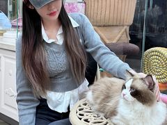 -糯米喵星人总部直营旗舰店·猫舍·幼猫出售
