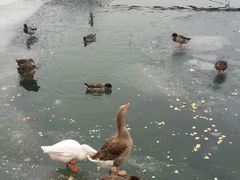 -什刹海