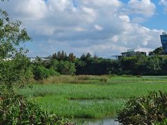 -华侨城湿地公园