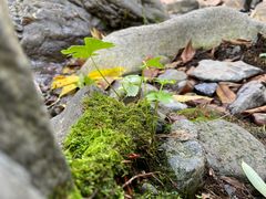 -云岫谷游猎自然风景区