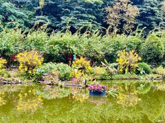 -深圳仙湖植物园