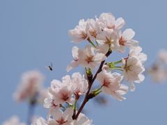 -顾村公园