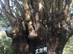 景点-瑞丽独树成林风景区