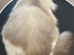 -老吴的猫·猫舍(新区店)