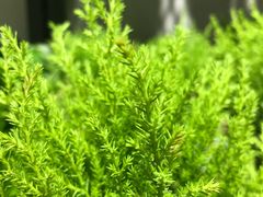 -鹿岛会员店 (龙湖三千集天街店)