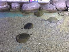 -重庆欢乐海底世界