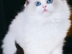 -十年猫舍·猫咪专门店(普陀店)