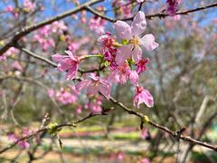 -天适樱花悠乐园
