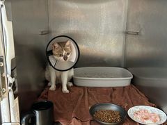 -宠颐生宠物医院·异宠猫科内科·诊疗中心宠巢店