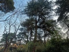 -杭州植物园
