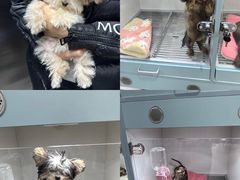 -萌宠之家·腊肠犬·马尔泰·小体犬舍