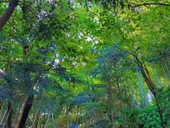 -上海佘山国家森林公园天马山园