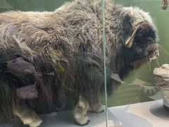 -国家自然博物馆