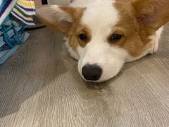 -浣熊柯尔鸭土拨鼠·电玩咖
