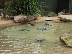 -费瑟代尔野生动物园