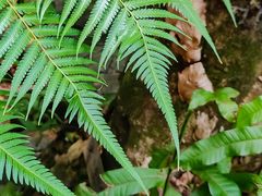 -深圳仙湖植物园