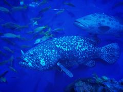 -成都浩海立方海洋公园