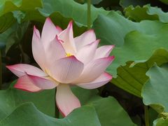 -灯盏窝饭店(新都分店)