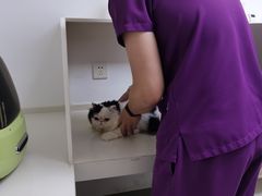 -关爱宠物医院·猫科中心·消化科(滨湖万达分院)
