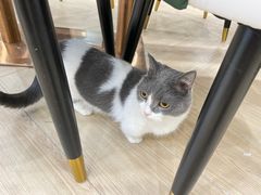 -安格丽娜·狗咖·猫咖羊驼咖(春熙路百盛商场店)