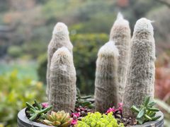 -云溪植物园