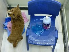 -佑安动物医院·全科·内窥镜中心(幸福巷店)