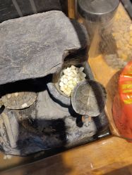 -雲艺刺青·洗纹身