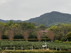 -中国茶叶博物馆(双峰馆区)