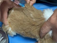 -宠福鑫动物医院(望京分院)