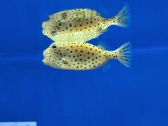 -上海海洋水族馆