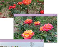 -海上花岛玫瑰园采摘