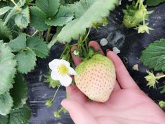 -喜杨洋草莓采摘园