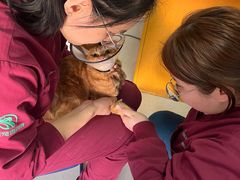 -瑞派福兴宠物医院犬猫全科·骨科·中西医结合(河东店)