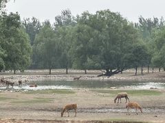 -北京麋鹿生态实验中心