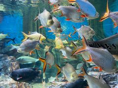 -上海海洋水族馆