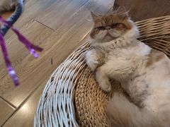 -Cappucimeow猫咪咖啡馆(韦伯时代店)