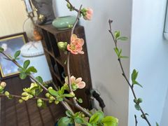 -上海大学附属上海和平眼科医院