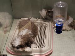 -momokira米努特·德文卷毛猫·棉花面纱犬
