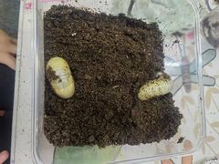 -上海大自然野生昆虫馆