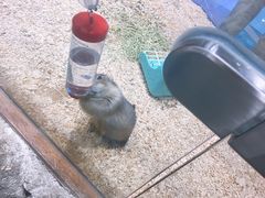 -龟与熊猫宠物公园(南坪店)