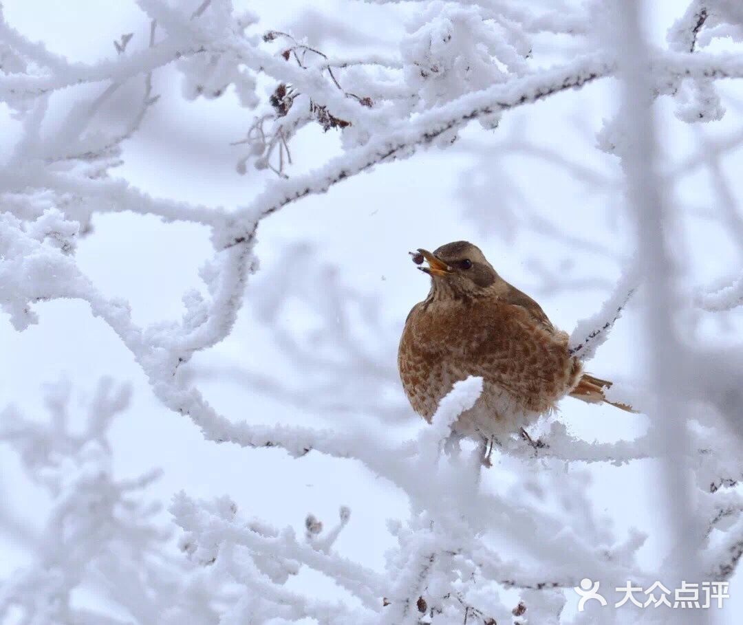 【博洋视线】 难忘黄山雪️ 云和雪都恋着这山峦