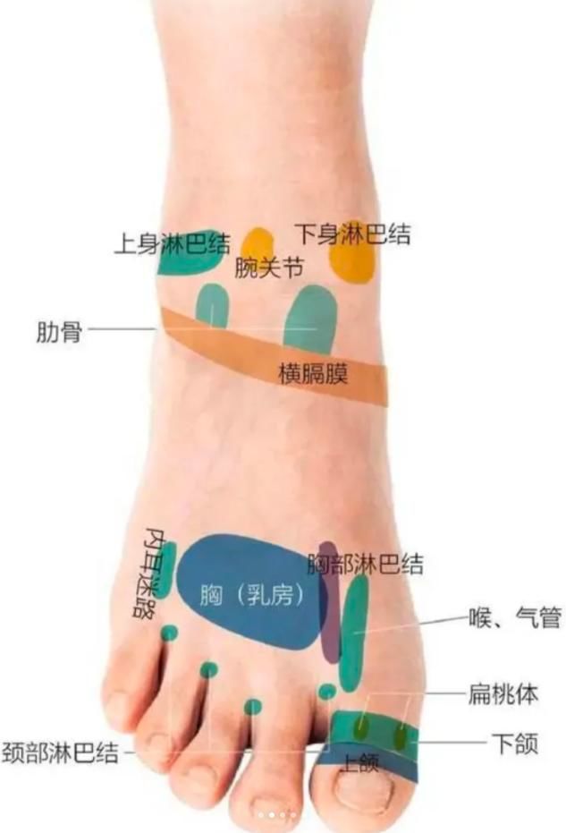 萆薢,鸡血,肉挂,芍药花,益母草十二种草本精妙配比