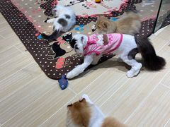 -momokira米努特·德文卷毛猫·棉花面纱犬