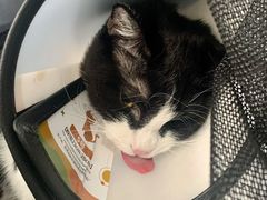 -纳吉亚猫专科动物诊疗中心(蒋宅口分院)