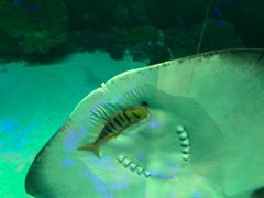 -芜湖新华联大白鲸海洋公园