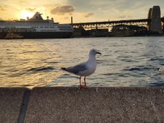 -悉尼海港大桥