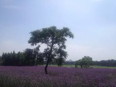 -艾溪湖湿地公园