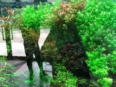 -ADA自然水景世界